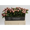 Paeonia Gardenia