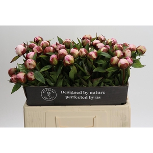 Paeonia Gardenia