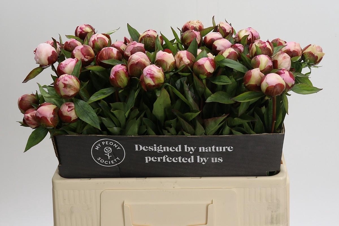 <h4>Paeonia Gardenia</h4>