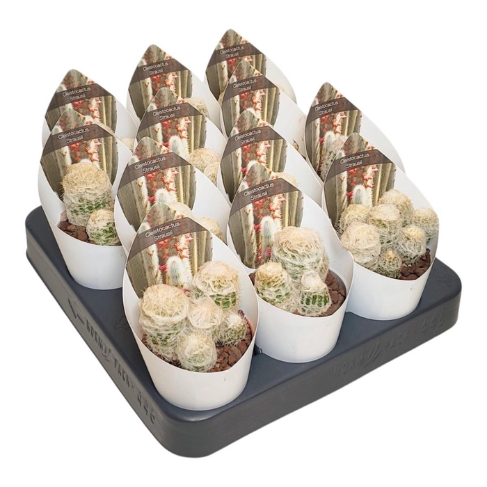 <h4>CLEISTOCACT STRAUSII</h4>