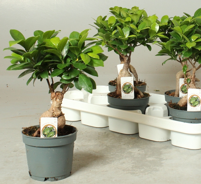 <h4>FIC MI GINSENG</h4>
