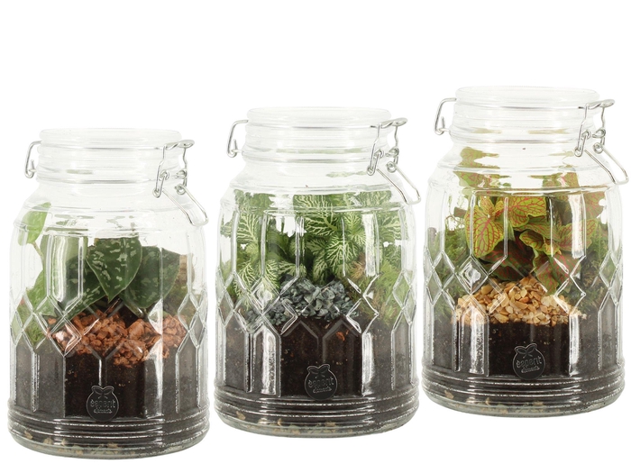 <h4>90718: Terrarium arrangement</h4>