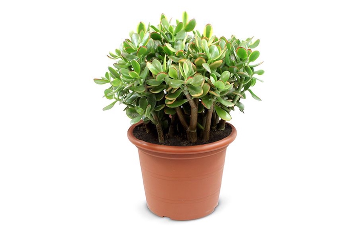 <h4>Crassula ovata 'Sunset'</h4>