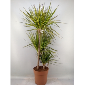 Dracaena marg. 'Sunray'