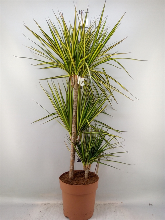 <h4>Dracaena marg. 'Sunray'</h4>