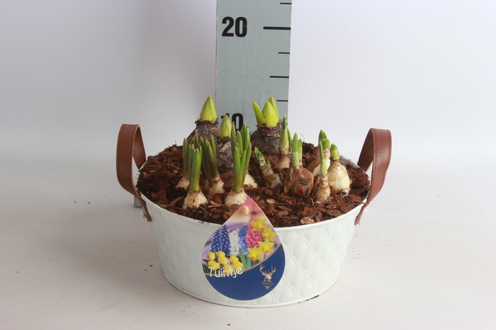 <h4>ARR TUINPLANTEN</h4>