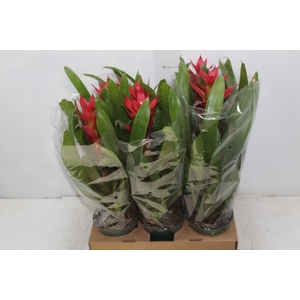 GUZMANIA VERMELHA P12