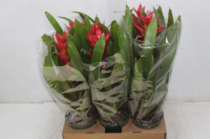 <h4>GUZMANIA VERMELHA P12</h4>