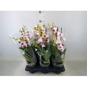 Phalaenopsis multi. 'FC Safe Haven'