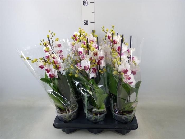 <h4>Phalaenopsis multi. 'FC Safe Haven'</h4>