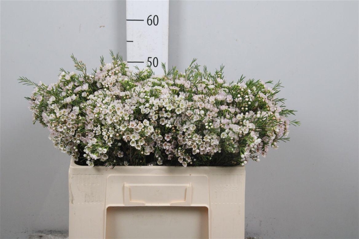 <h4>Chame Un Eve</h4>