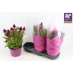 CEL DEEP PURPLE