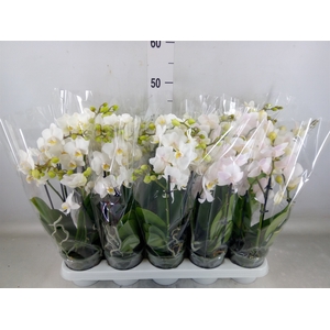 Phalaenopsis multi.   ...white