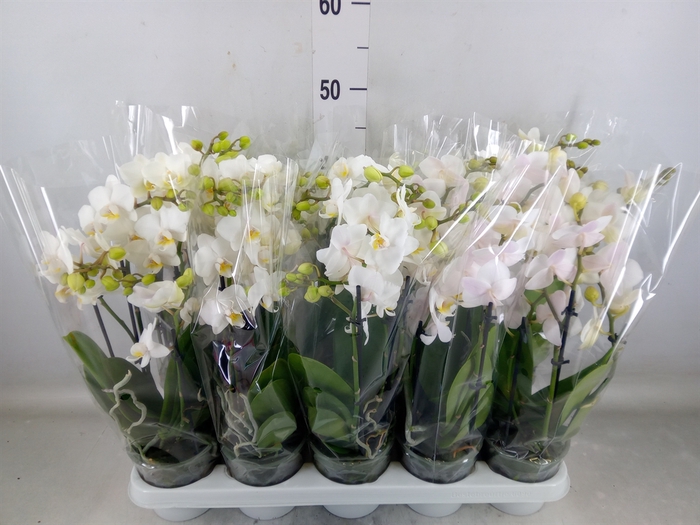 <h4>Phalaenopsis multi.   ...white</h4>