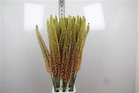 <h4>Eremurus Emmy Ro</h4>