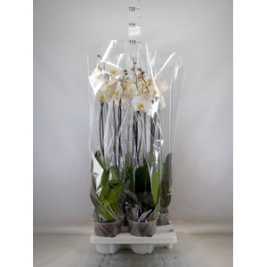 Phalaenopsis   ...white