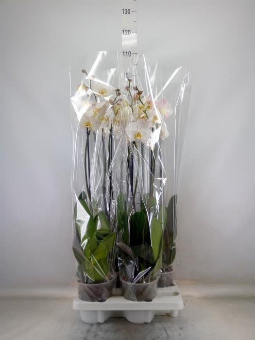<h4>Phalaenopsis   ...white</h4>