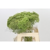 Ammi Visnaga Green Mist