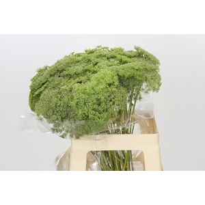 Ammi Visnaga Green Mist
