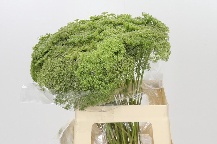 <h4>Ammi Visnaga Green Mist</h4>