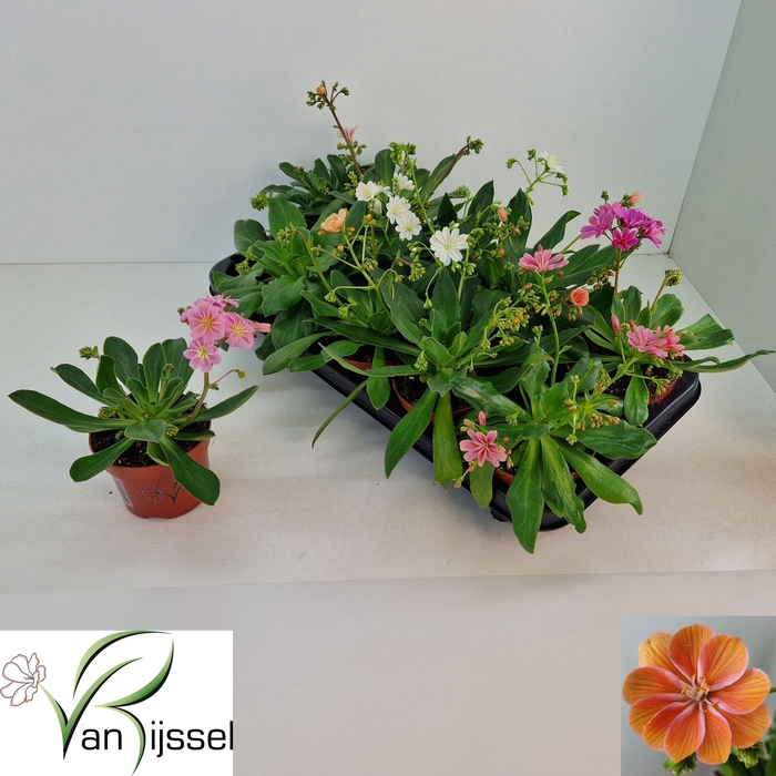 <h4>LEWI CO ELISE GEM</h4>