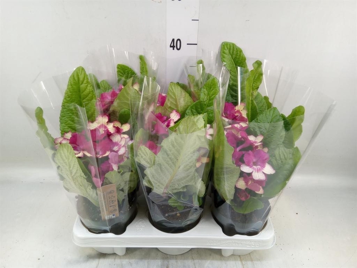 <h4>Streptocarpus   ...</h4>