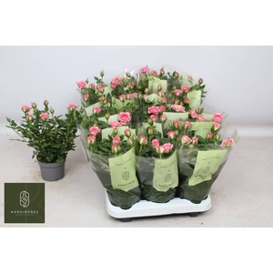 ROSA CAROUSEL KORDANA