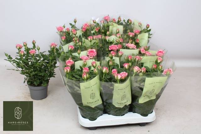 <h4>ROSA CAROUSEL KORDANA</h4>