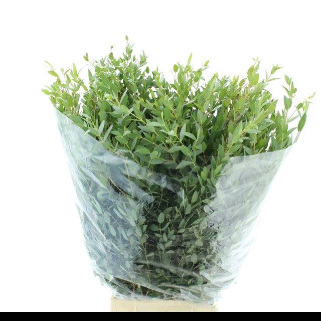 <h4>EUC PARVIFOLIA P BS</h4>