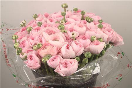 Ran... Su Lady Hanoi Super X50