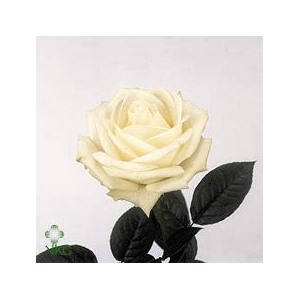 Rosa large nova zembla+