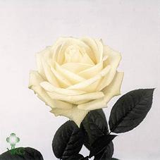 <h4>Rosa large nova zembla+</h4>