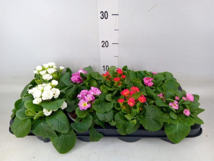 <h4>Primula   ...</h4>