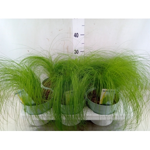Stipa tenuissima 'ColGra Pony Tail'