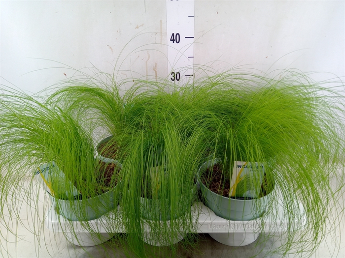 <h4>Stipa tenuissima 'ColGra Pony Tail'</h4>