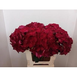 HYDR M MAG RUBYRED