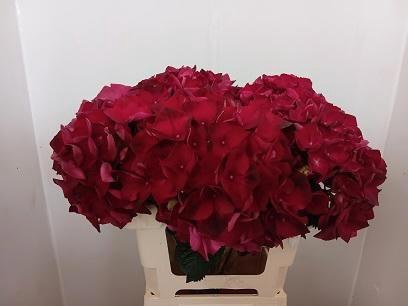<h4>HYDR M MAG RUBYRED</h4>