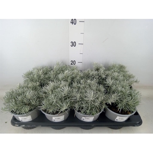 Helichrysum italicum