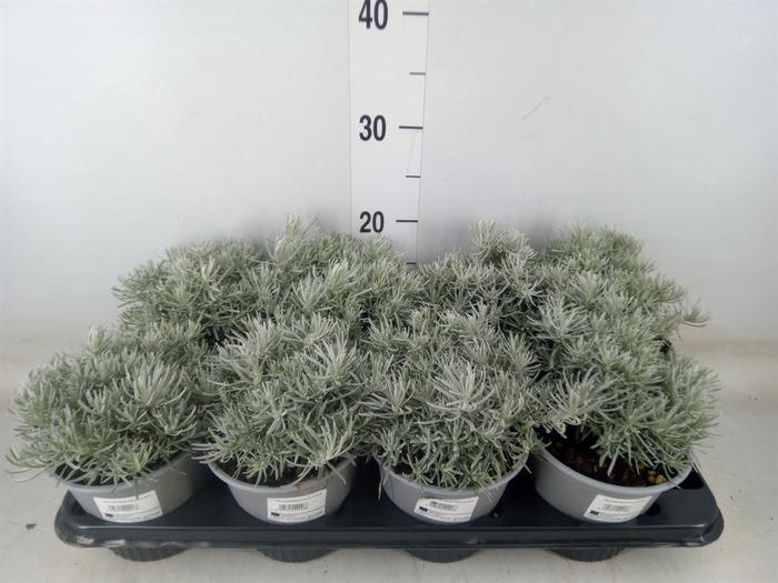 <h4>Helichrysum italicum</h4>