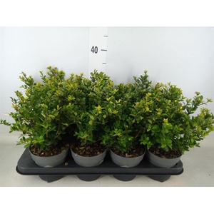 Ilex crenata 'Dark Green'