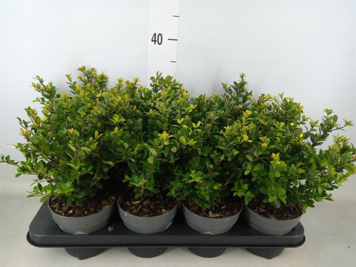 <h4>Ilex crenata 'Dark Green'</h4>