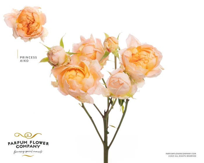 <h4>Rosa Spray Princess Aiko</h4>