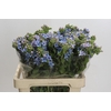 Oxypetalum Tweedia Blue