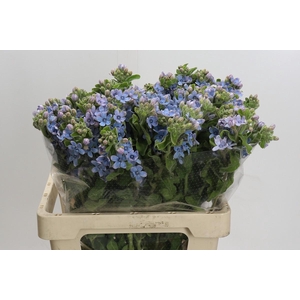 Oxypetalum Tweedia Blue