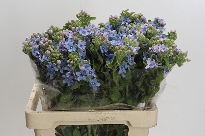 Oxypetalum Tweedia Blue