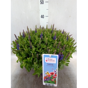 Salvia nemorosa 'Sensation Blue Dp'