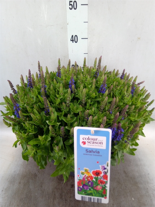 <h4>Salvia nemorosa 'Sensation Blue Dp'</h4>