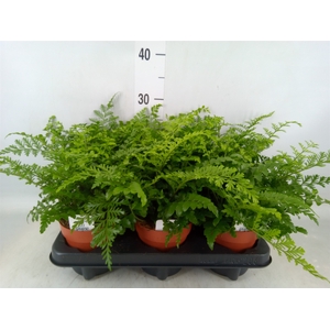 Asplenium  'Parvati'