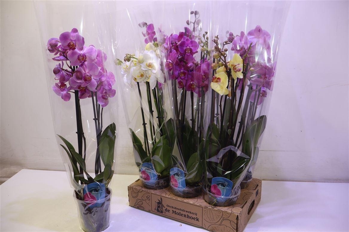 <h4>Phal Gem 4 Kl</h4>