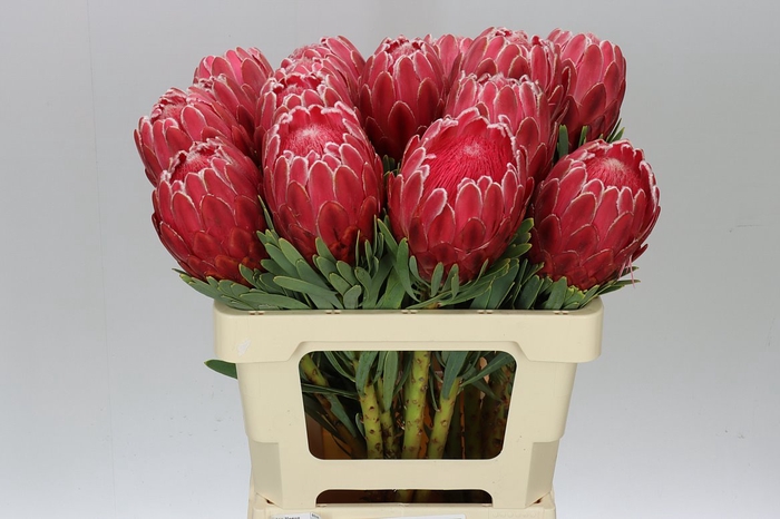 <h4>Protea Venus</h4>